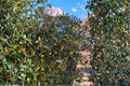 Longwood Gold Holly Live Plant (Ilex x attenuata) - 4-Inch Pot