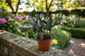 Black Queen ZZ Plant Live Plant - Fully Rooted 4-Inch Pot Zamioculcas zamiifolia