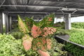 Aglaonema Katrina – 2 Live Plants in 4" Pots
