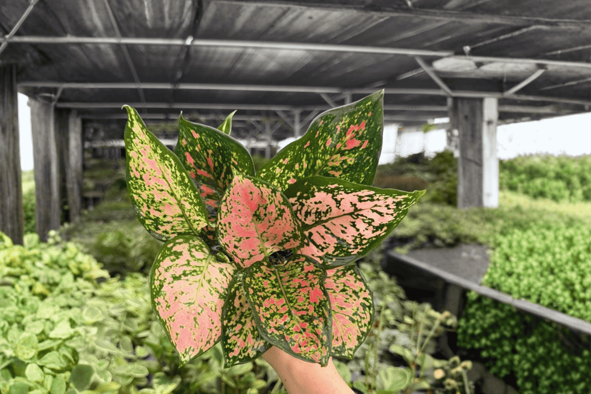 Aglaonema Katrina – 2 Live Plants in 4" Pots