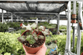 Begonia Harmony’s Cherry Bomb 2 Live Plants in 4-Inch Pots