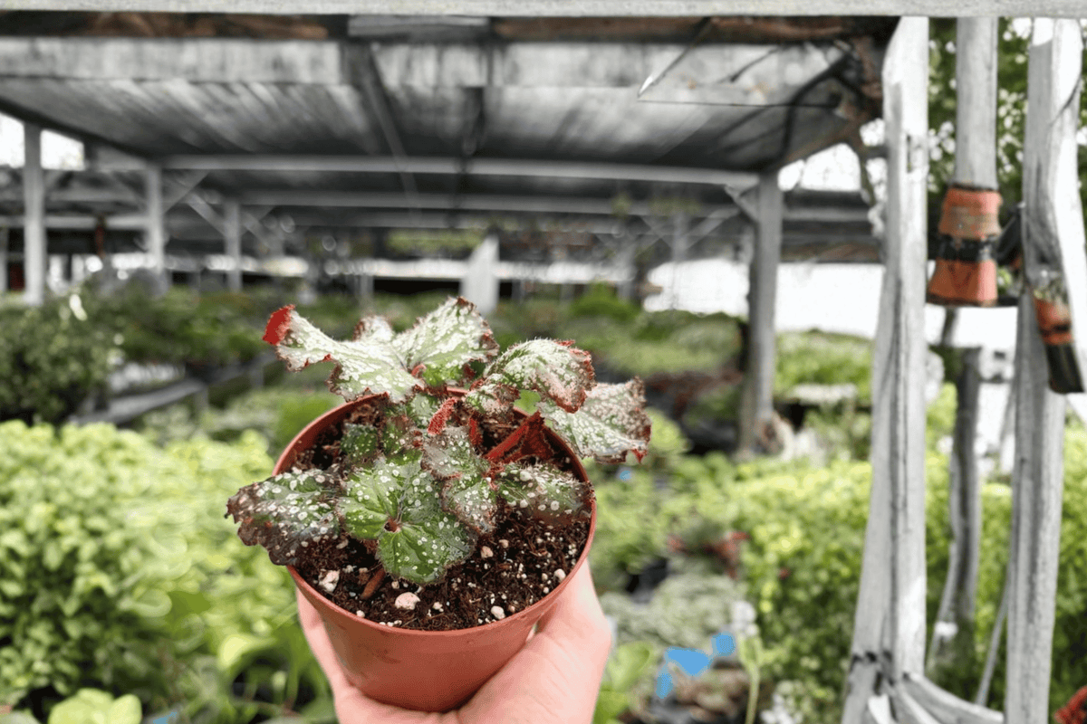 Begonia Harmony’s Cherry Bomb 2 Live Plants in 4-Inch Pots