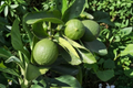 Persian Lime Citrus Tree - 3 Gallon Live Plant (Citrus × latifolia)