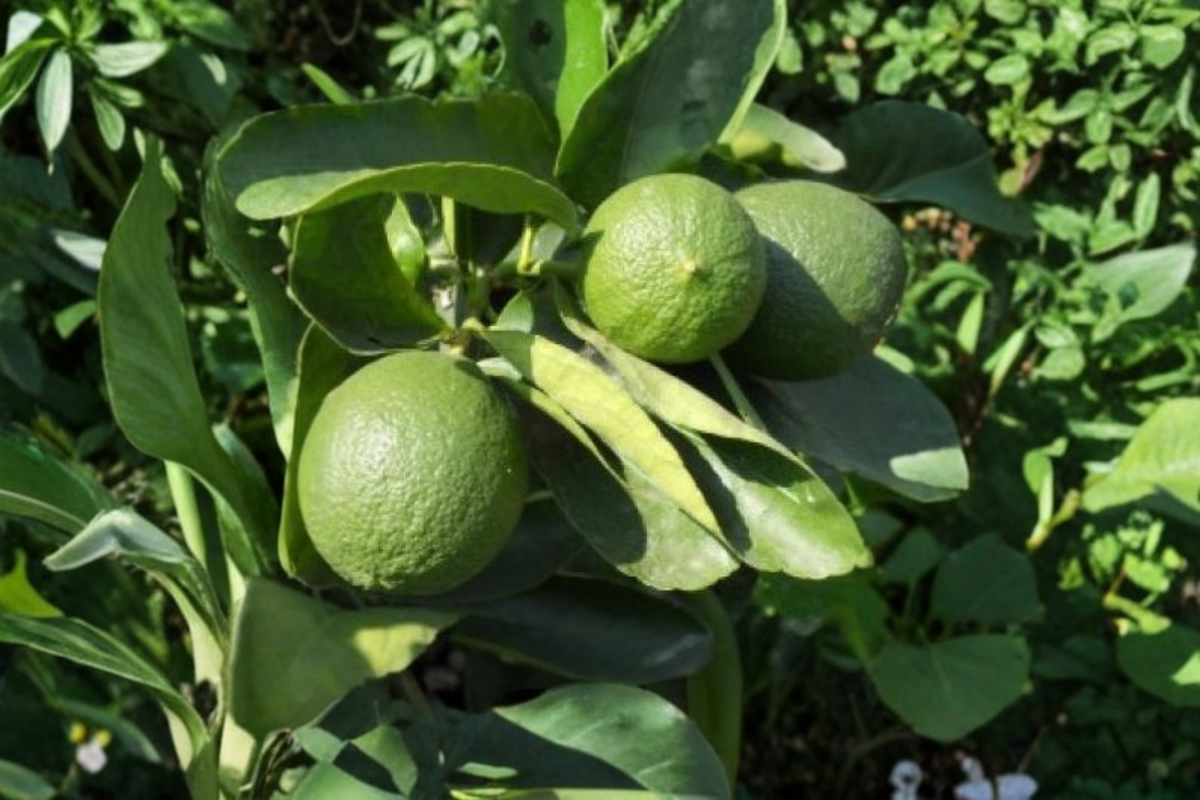 Persian Lime Citrus Tree - 3 Gallon Live Plant (Citrus × latifolia)