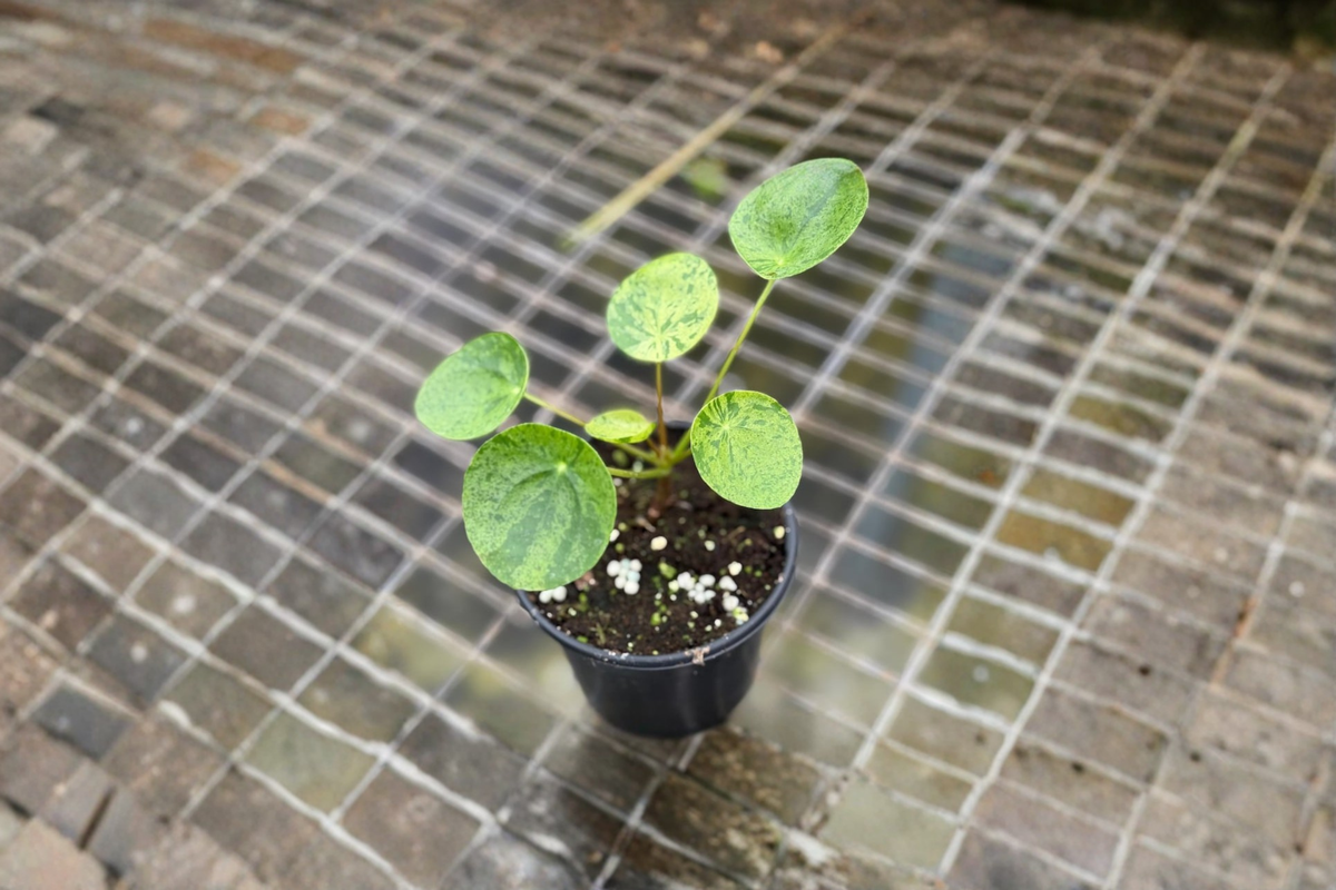 Variegated Pilea Peperomioides Live Plant - 2 Inch Pot