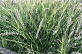Autumn Moor Grass Sesleria autumnalis – 1 live plant in 4" pot