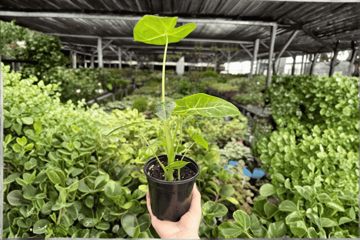 Alocasia Frydek 2-Plant Live Set in 4-Inch Pots | Alocasia micholitziana ‘Frydek’