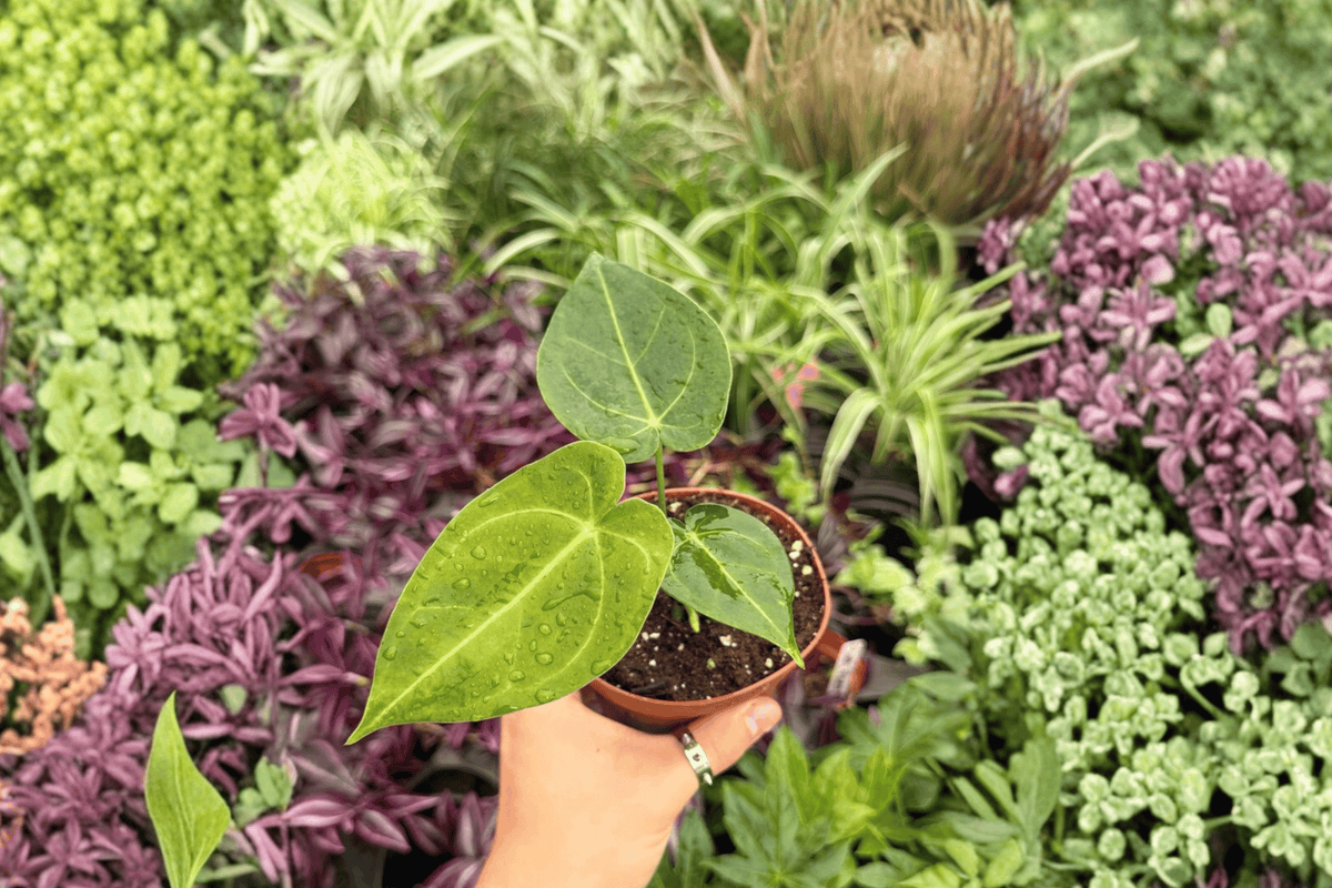 Anthurium Xone × Subsignatum Hybrid - 2 Live Plants (Exact Specimens) in 4" Pot (Shipping Method Confirm)