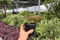 Alocasia Platinum ‘Bisma’ 2 Live Plants in 4-Inch Pots | Shipped Potted