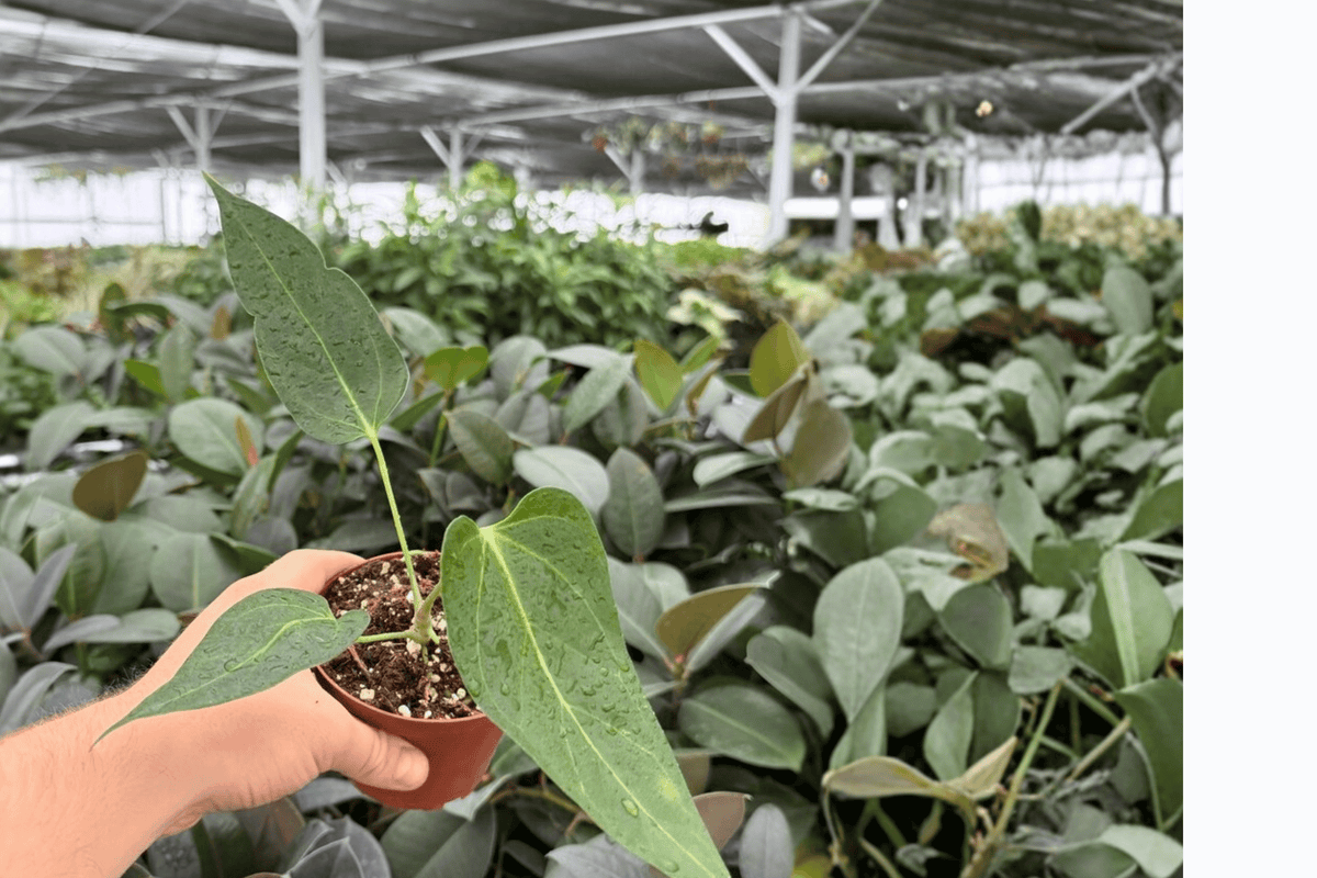 Anthurium Xone x Goliath Live Plants (2) in 4-Inch Pots – Exact Plants