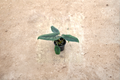 Alocasia Scalprum Live Plant - 4 Inch Rooted Starter Plant