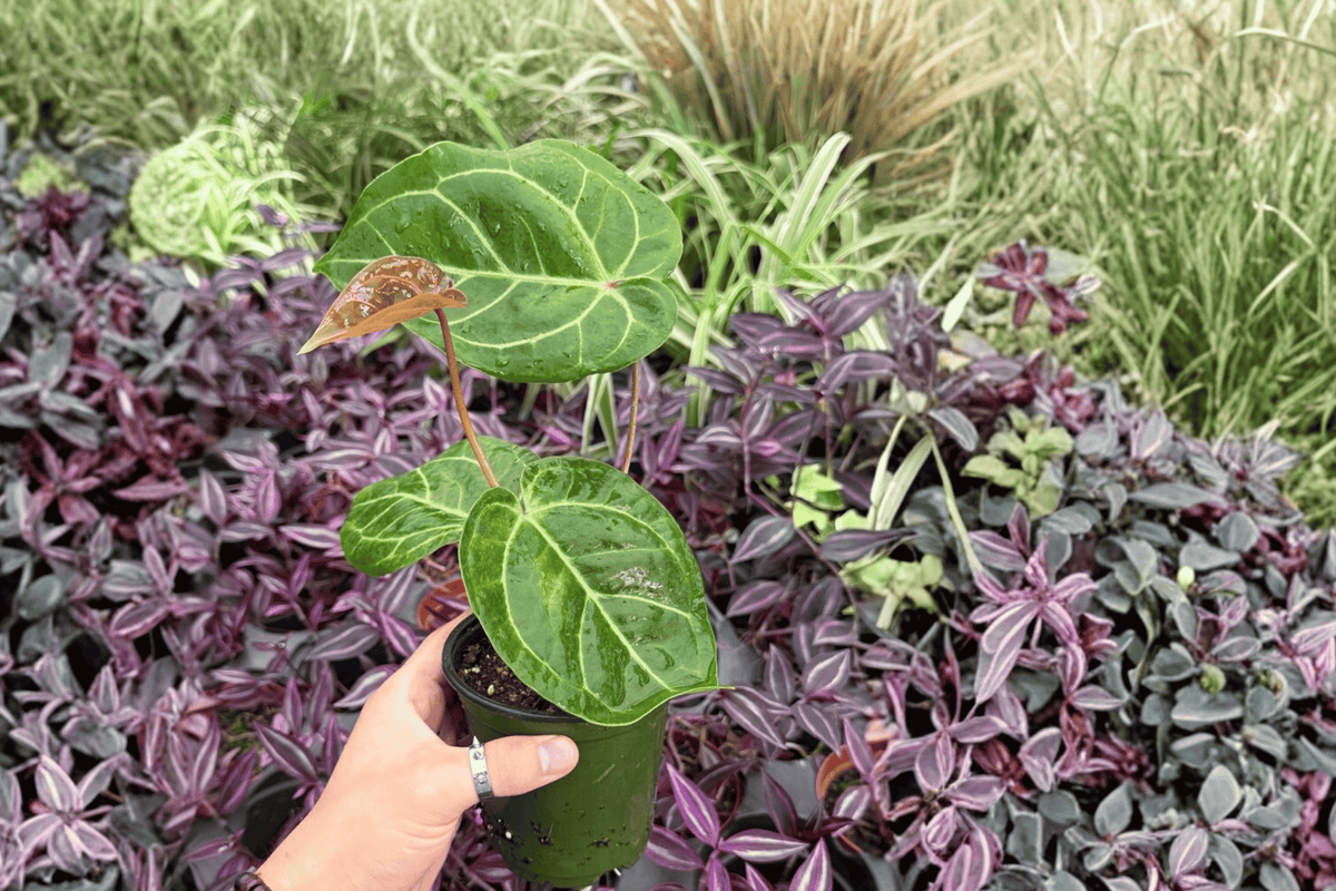 Antthurium Hoffmannii × Red HU - 2 Bare Root Live Plants, 4-Inch pots