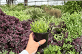 Variegated Bear Paw Cotyledon tomentosa - 2 Live Plants in 4-Inch Pots (Exact Photo Listing)