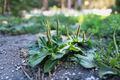 Broadleaf Plantain Plantago major | 2 Live Plants in 4-Inch Pot
