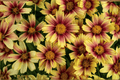 Solanna Sunset Burst Tickseed (Coreopsis grandiflora) – 1 Live Plant in 4-Inch Pot