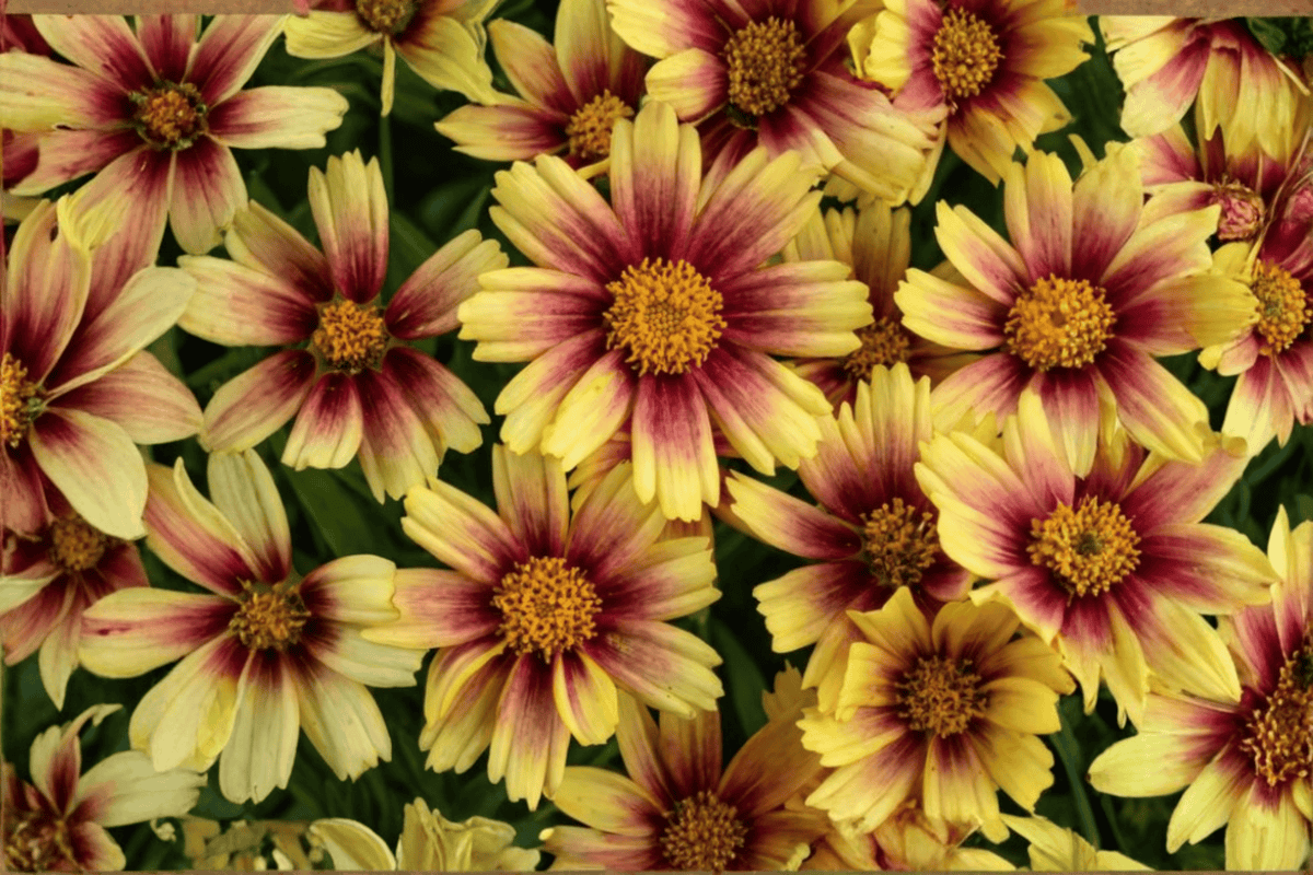 Solanna Sunset Burst Tickseed (Coreopsis grandiflora) – 1 Live Plant in 4-Inch Pot