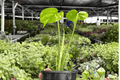 Monstera Thai Constellation 2 Live Plants in 4-Inch Pots | Monstera deliciosa ‘Thai Constellation’