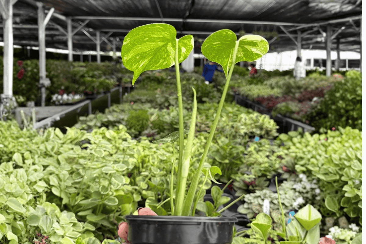 Monstera Thai Constellation 2 Live Plants in 4-Inch Pots | Monstera deliciosa ‘Thai Constellation’