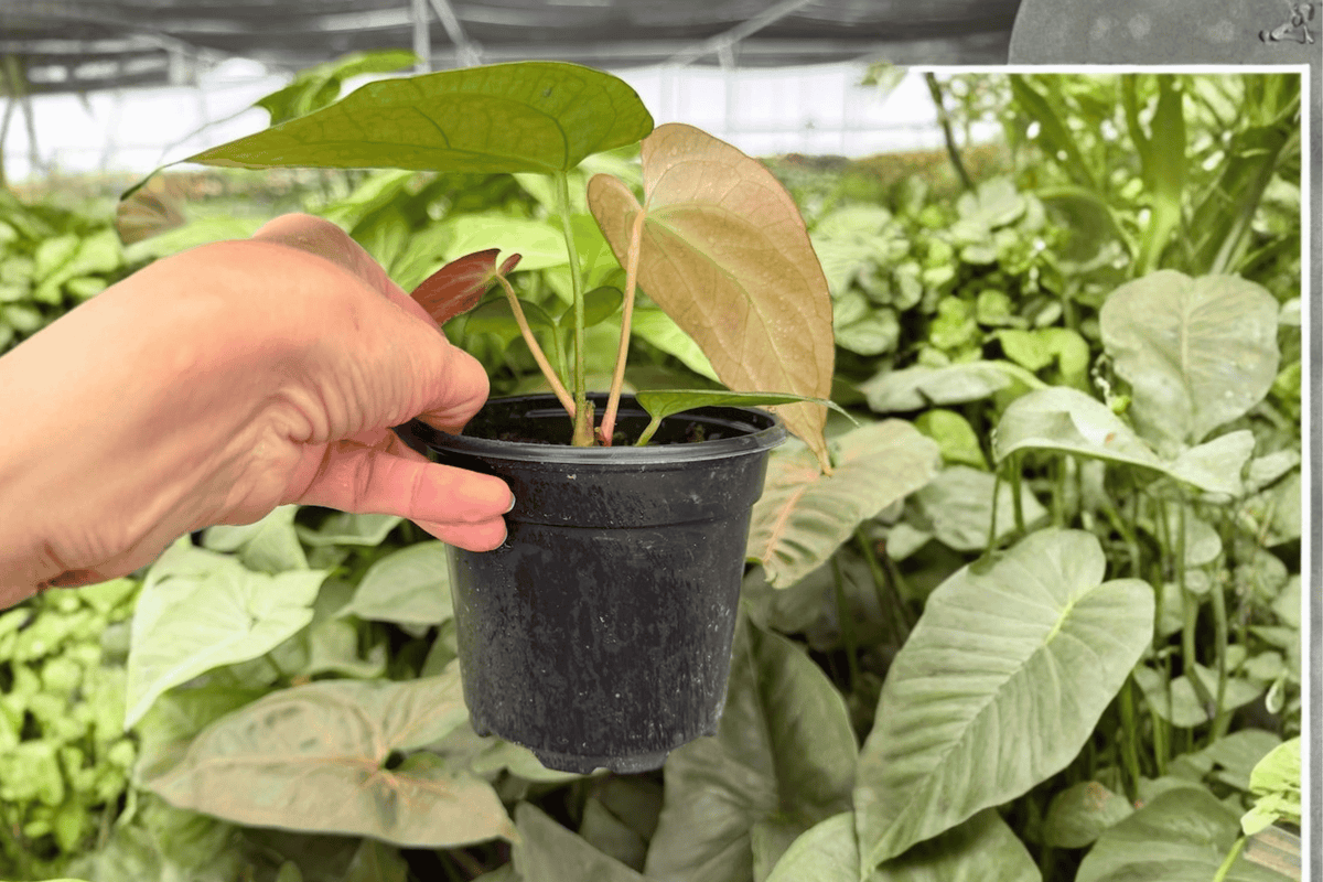 Anthurium Porti × Subsi Live Plants (2) – 4-Inch Pots