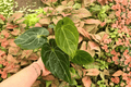Anthurium Hoffmanii x Crystallinum — 2 Live Plants in 4-Inch Pots