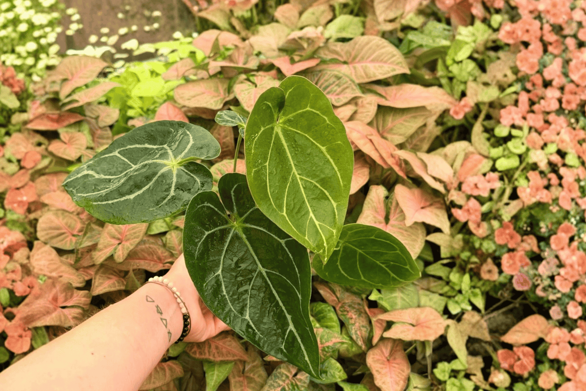 Anthurium Hoffmanii x Crystallinum — 2 Live Plants in 4-Inch Pots