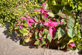 Alternanthera Party Time Live Plants (2) Bare Root 4–6 in