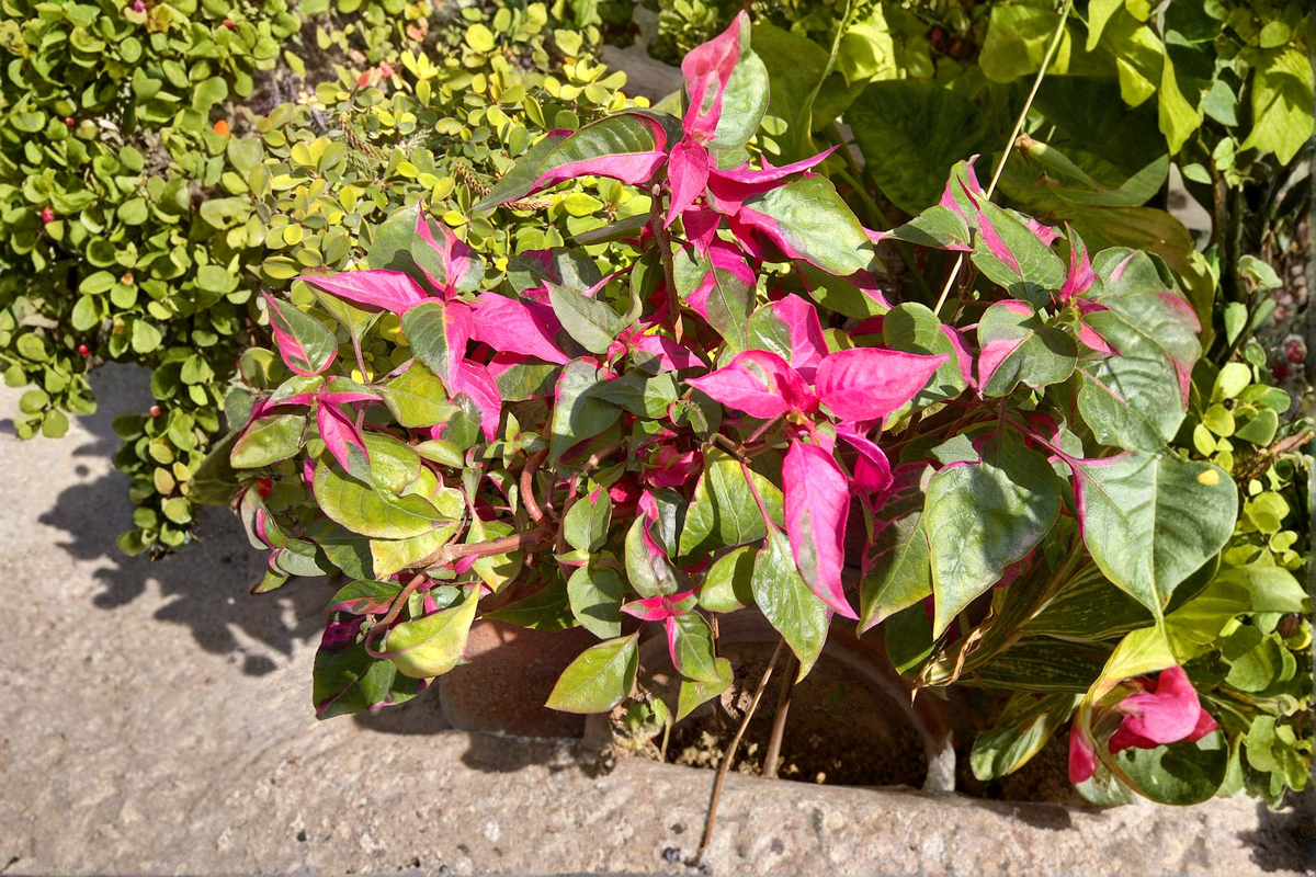 Alternanthera Party Time Live Plants (2) Bare Root 4–6 in