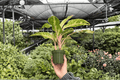 Aglaonema Sparkling Sarah - 2 Bare Root, 4-Inch Live Plants