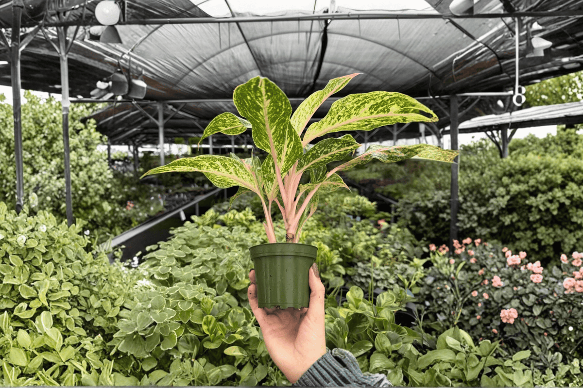 Aglaonema Sparkling Sarah - 2 Bare Root, 4-Inch Live Plants