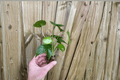 Monstera deliciosa Starter Plugs (Seed-Grown) – 2 Plugs, 3–7 Plants Each