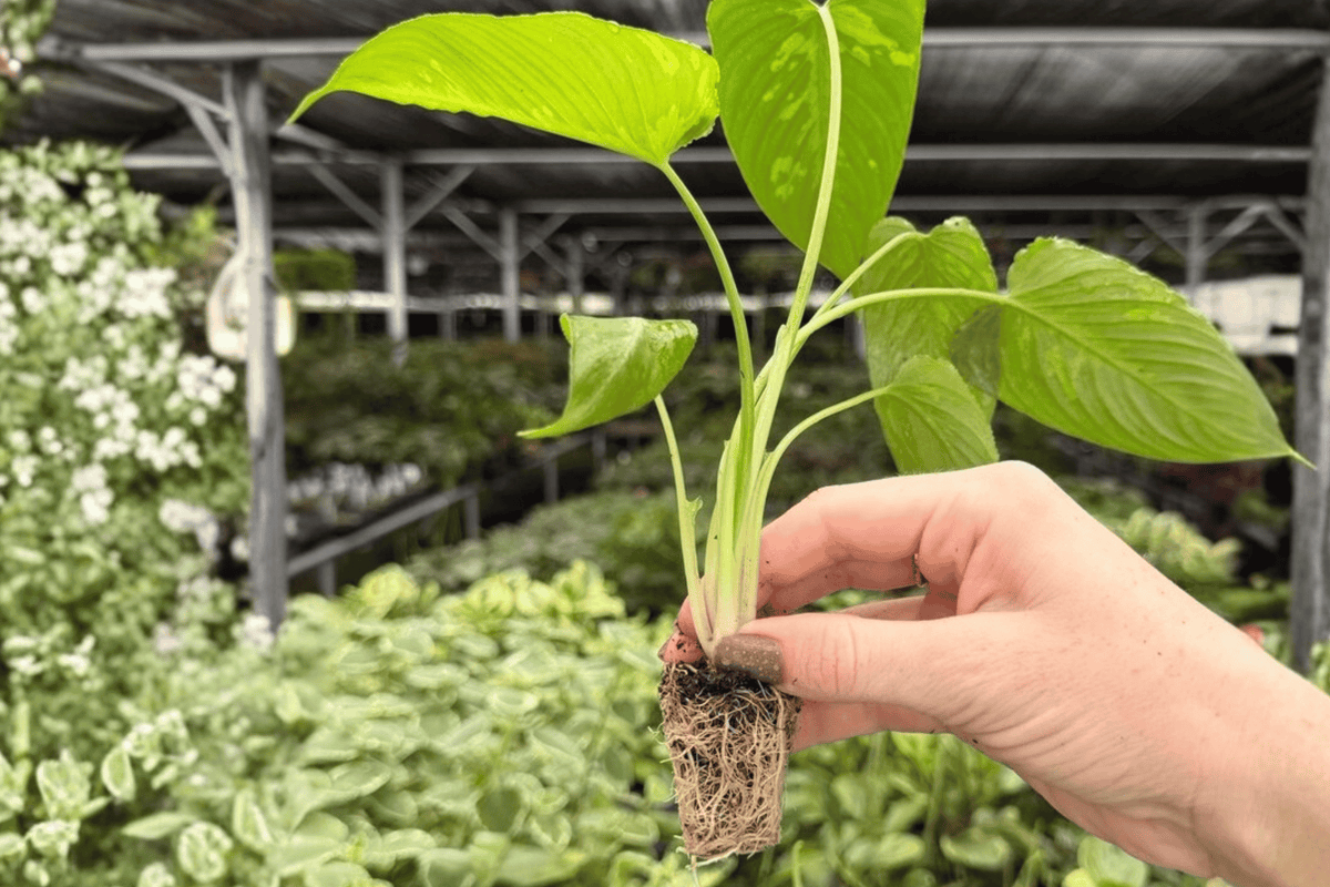 Schismatoglottis scortechinii Starter Plants (Borneoa scortechinii) – 2 Alive, 2-Inch Pots