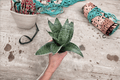 Sansevieria Star Power Live Plants - 2 Bare Root Starter Plants (Dracaena 'Star Power')