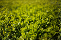 Garden Privet Ligustrum Cuttings - 30 Live 8" Unrooted for Hedge Planting