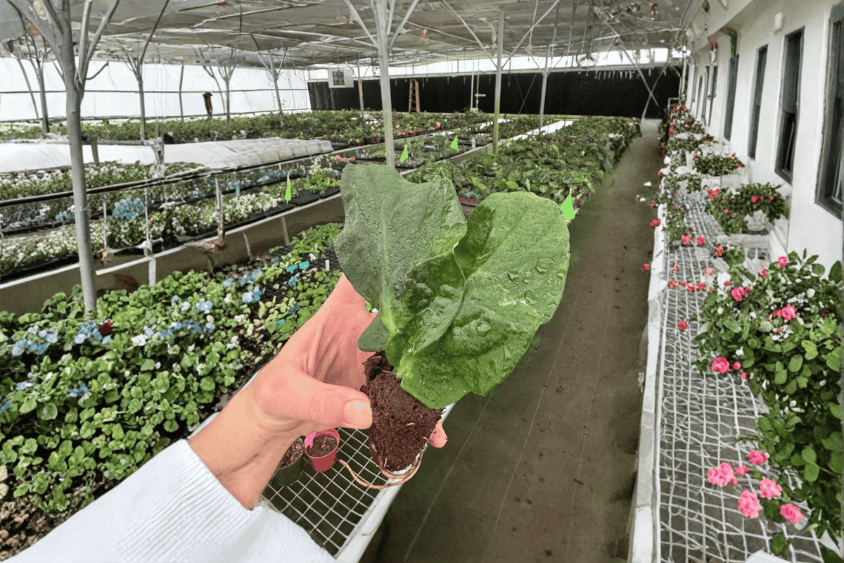 Rhaphidophora korthalsii Starter Plants (2) – Bare Root Climbing Aroids