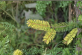 Golden Douglas Fir 'Uwe's Golden' Live Plant | 12-Inch, 1 Gallon Pot