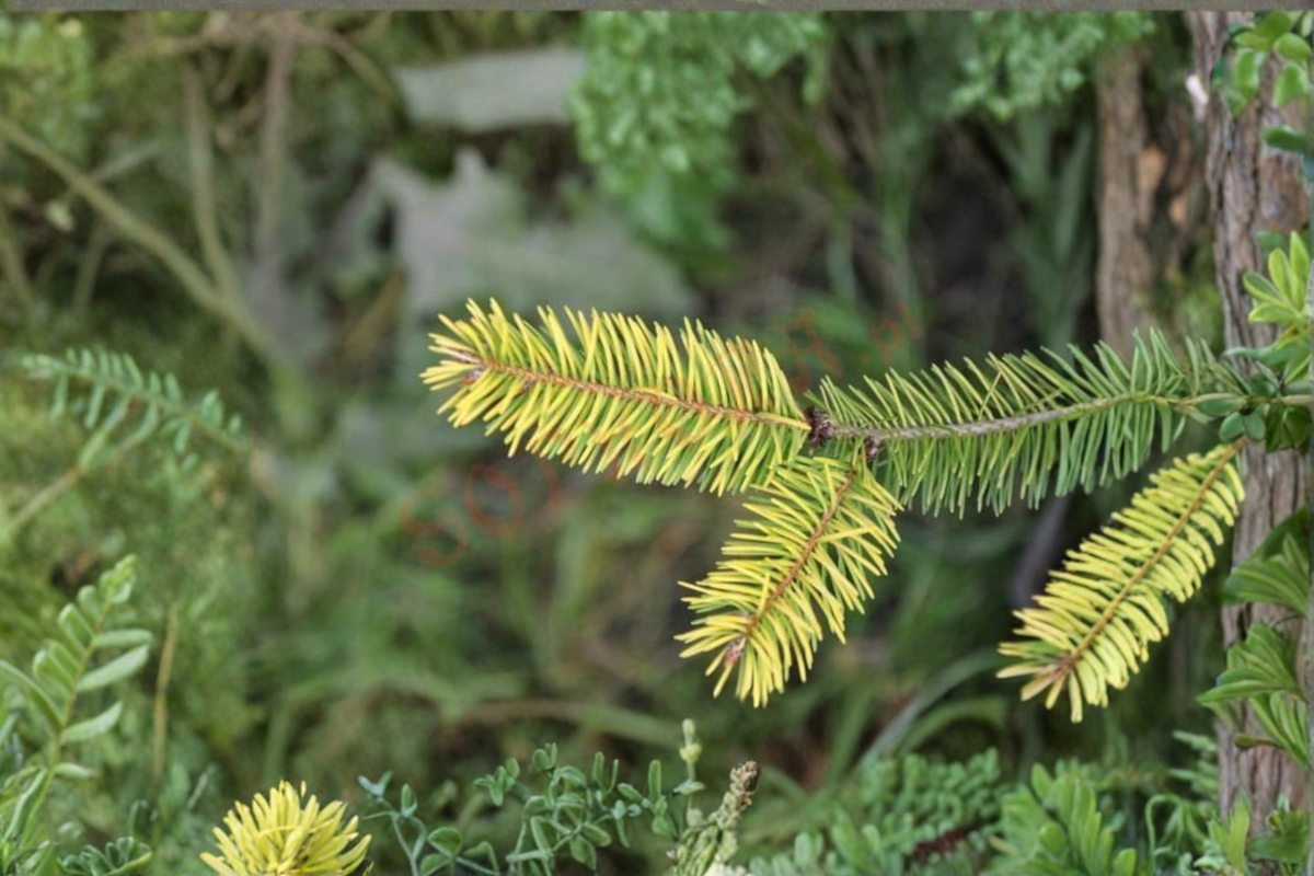 Golden Douglas Fir 'Uwe's Golden' Live Plant | 12-Inch, 1 Gallon Pot