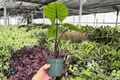 Alocasia Dark Star Live Plants – 2 Exact Plants in 4-Inch Pots