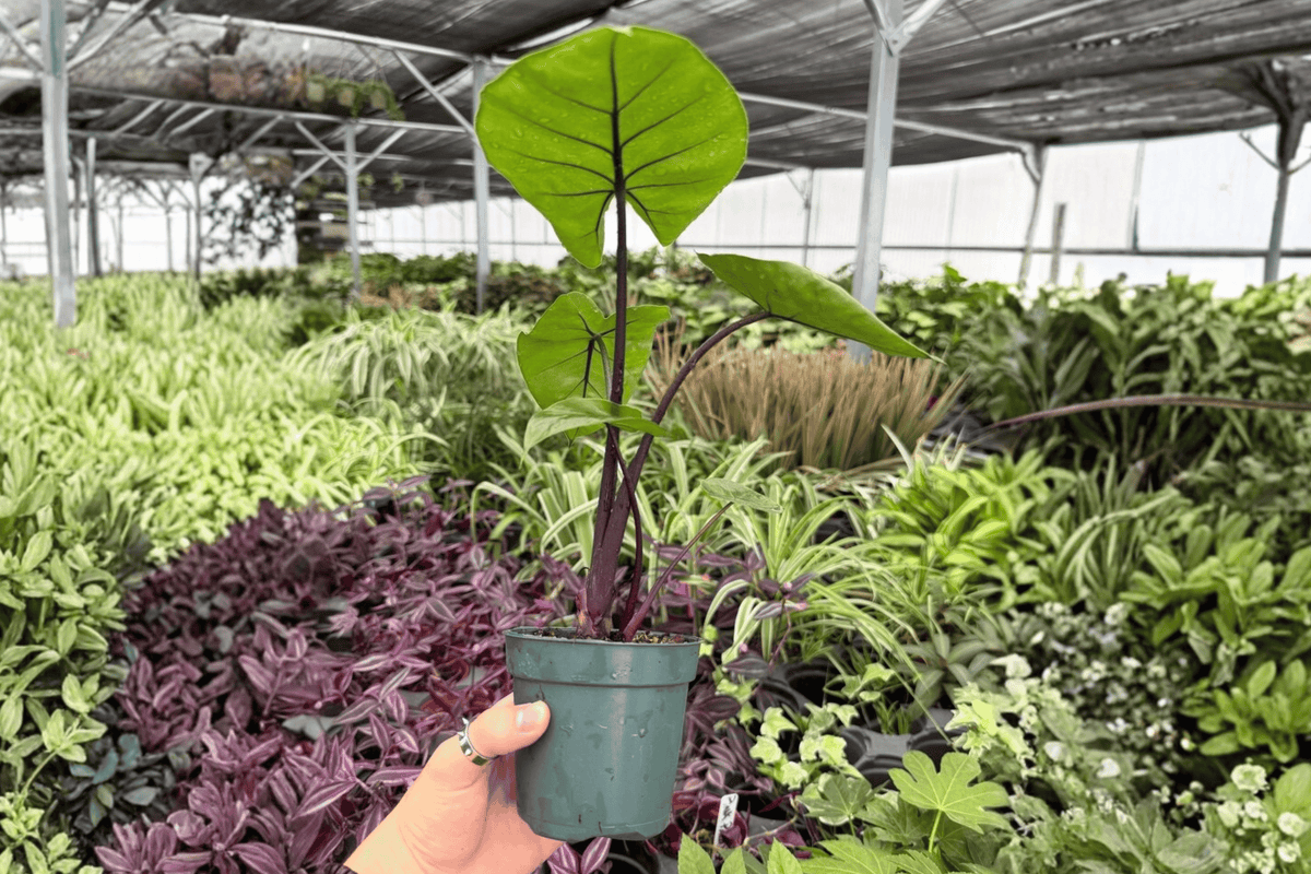 Alocasia Dark Star Live Plants – 2 Exact Plants in 4-Inch Pots
