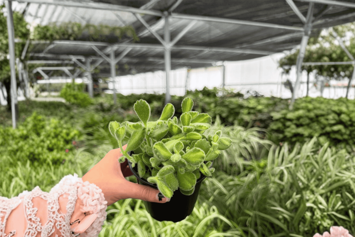 Variegated Bear Paw Cotyledon tomentosa - 2 Live 4-Inch Pots (Exact Plants)
