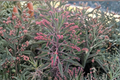 Mother of Thousands Kalanchoe daigremontiana Bare Root Succulent Plants – 6 Live Plants