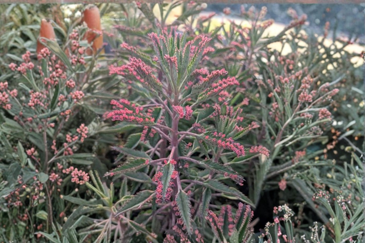Mother of Thousands Kalanchoe daigremontiana Bare Root Succulent Plants – 6 Live Plants