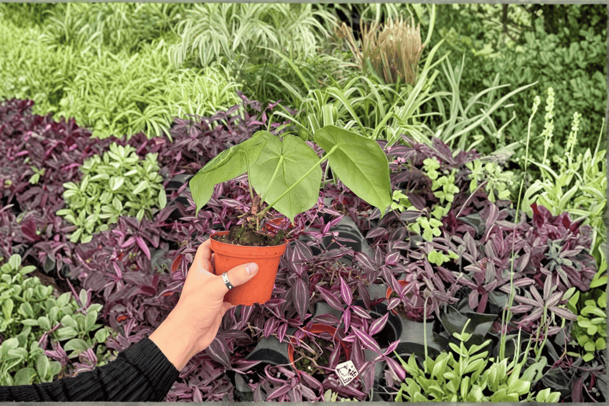 Anthurium Silver Tiger × Silver Bush Live Plants (2) – 4-inch Bare Root