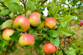Anna Apple Tree 4-6 ft Live Plant | Malus domestica, 5–9 Zones, Full Sun