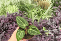 Anthurium Dorayaki × Carla Live Plants - 4in Bare Root (2 Pack)