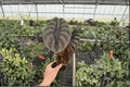 Alocasia cuprea Live Plant Pair in 4-Inch Pots | 2 Plants