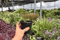 Alocasia Platinum ‘Bisma’ - 2 Live Plants in 4-Inch Pots (Exact Plants pictured)
