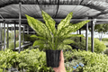 Aglaonema Wintery Winehouse - 2 Exact Live Plants in 4-Inch Pots