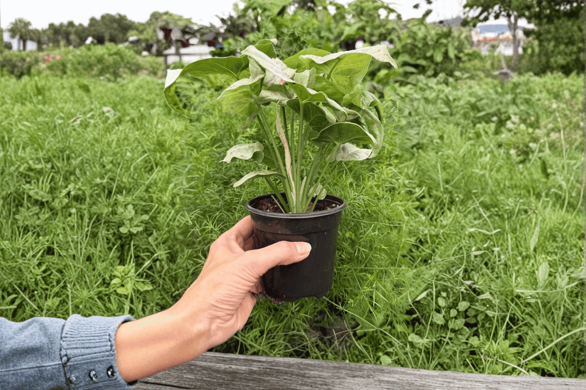 Syngonium 'Milk Confetti' Live Plants – 2 Exact Plants in 4-Inch Pots