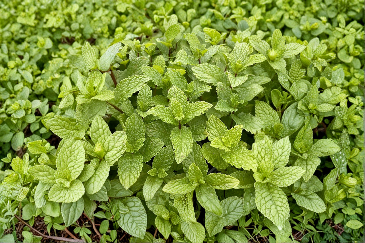 Kentucky Colonel Mint Live Plant | Mentha spicata - Starter Perennial Herb