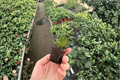 Hoya Pot of Gold Starter Plants (2) – Bare Root in Soil Pod, 2" Pot Size